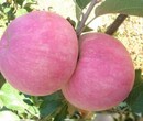贵州遵义早熟新品种苹果苗基地图片