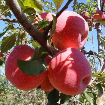 平凉m9t337苹果苗供应