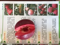 柱状苹果苗种植技术图片3