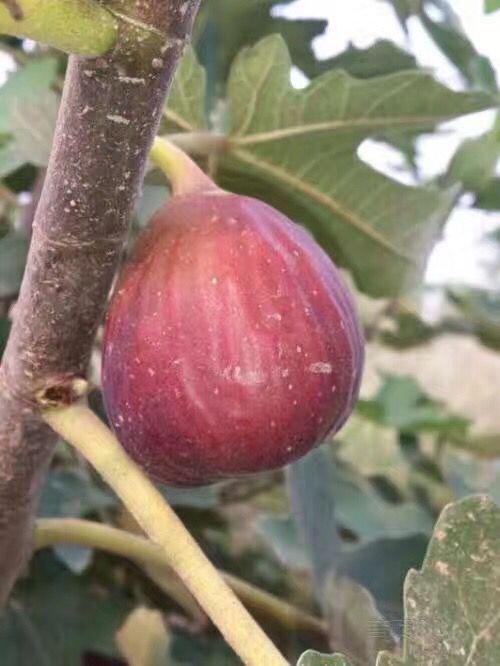 鞍山玛斯义陶芬无花果苗基地