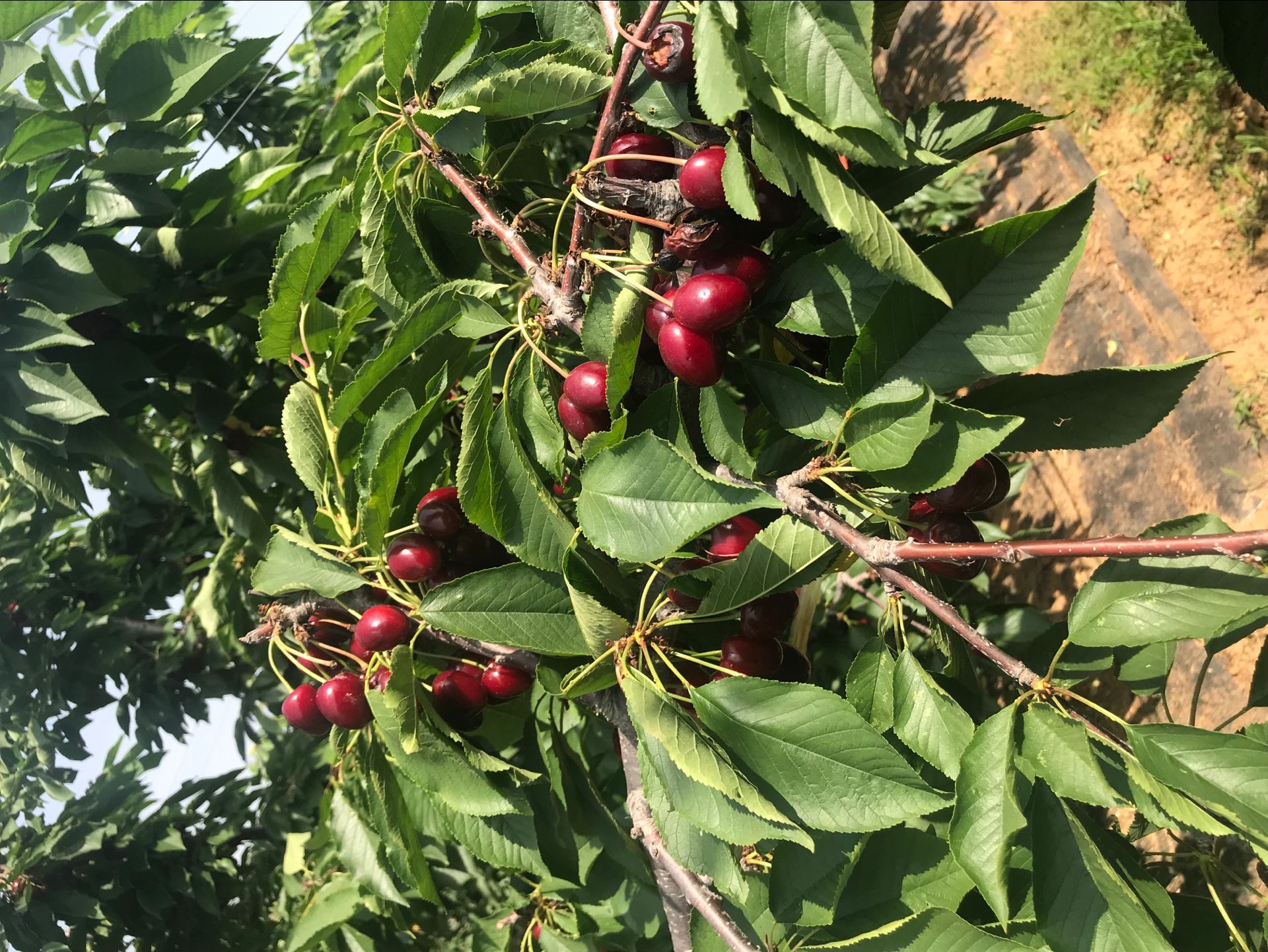 圆蓝蓝莓苗认为因素