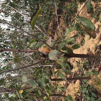 车厘子树苗大规模种植方法