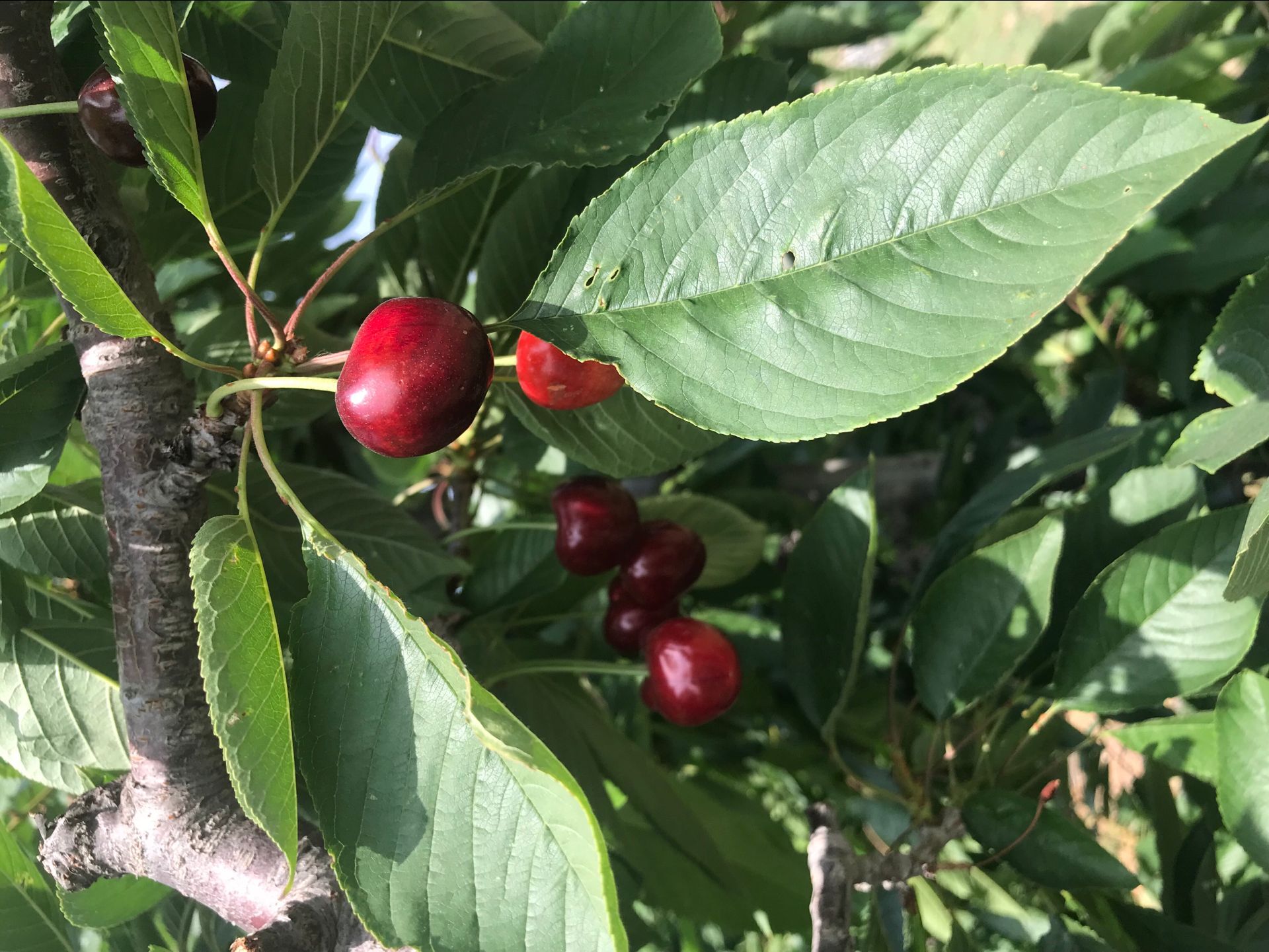 江西省赣州市车厘子苗大量种植技术