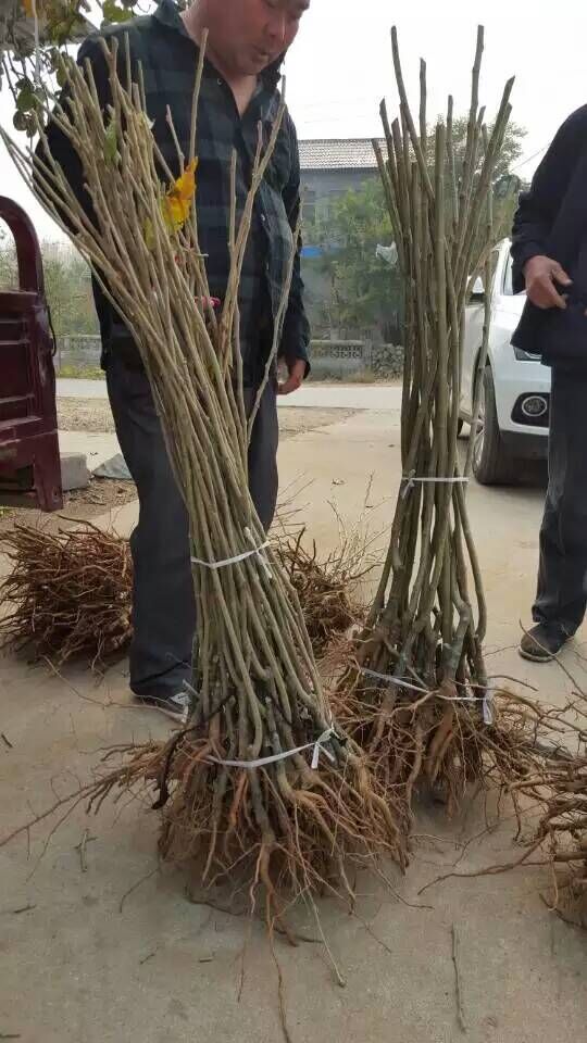 黑龙江省双鸭山市板栗树耐储存的