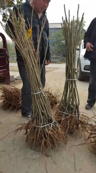 辽宁省铁岭市毛板栗树苗大量种植技术