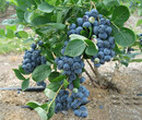 玉溪2年蓝莓苗早熟的图片