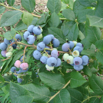 圆蓝蓝莓苗认为因素