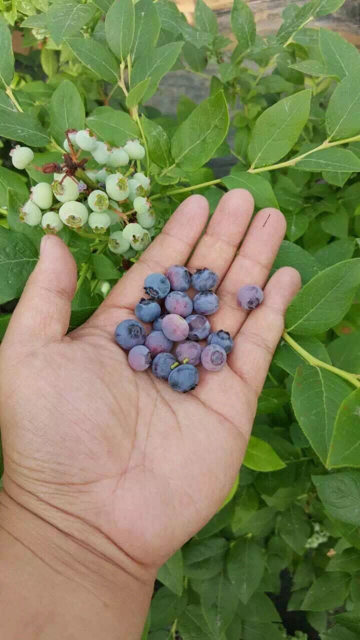 盘穴蓝莓苗品种介绍