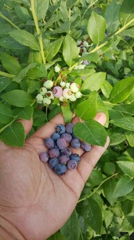 蓝丰蓝莓苗市场需求