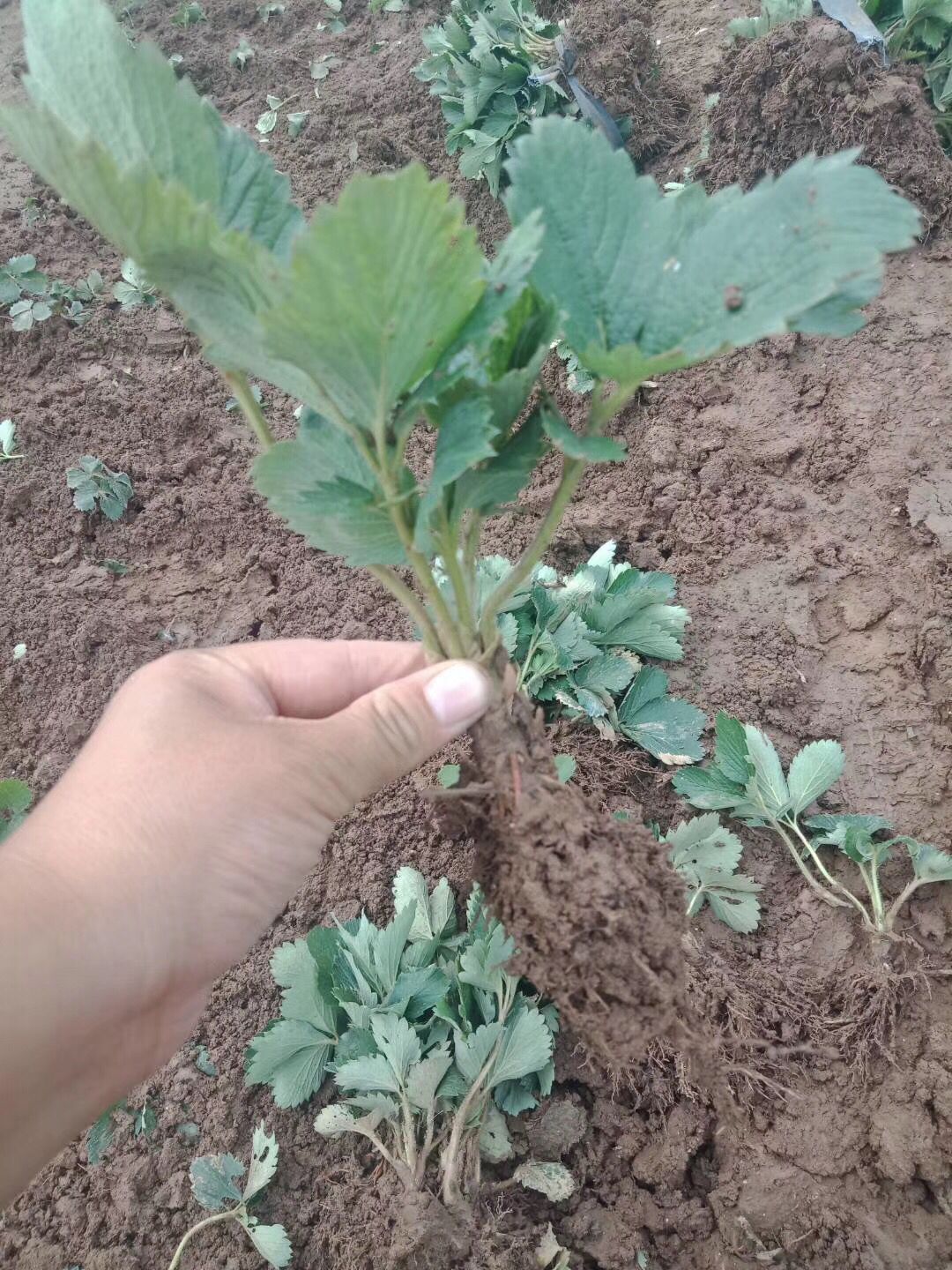 圣诞红草莓苗大量种植技术