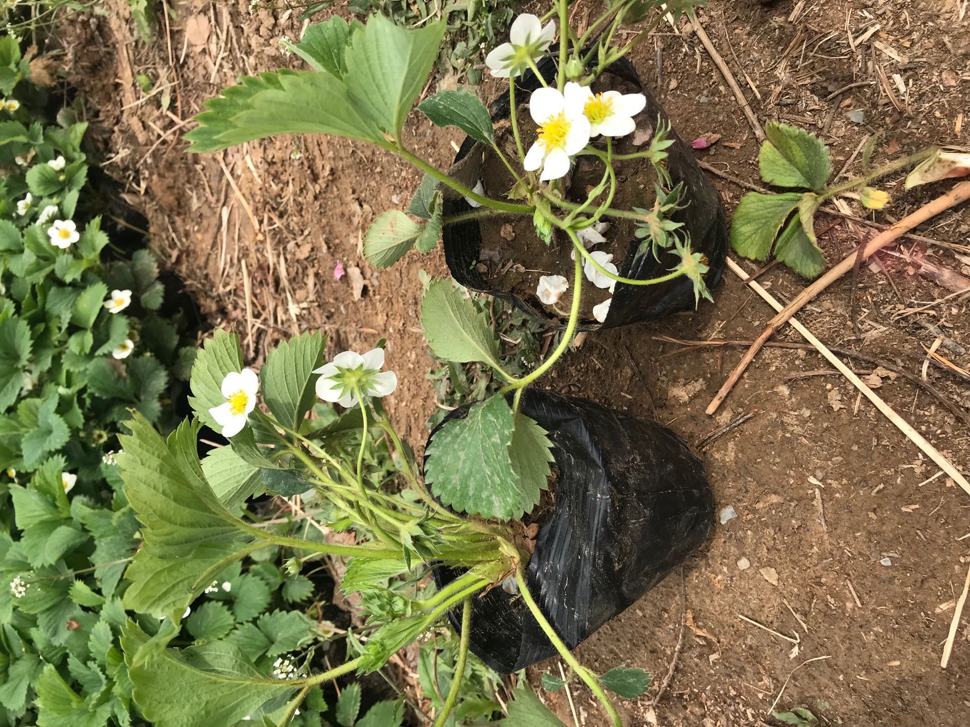 隋珠草莓苗大规模种植