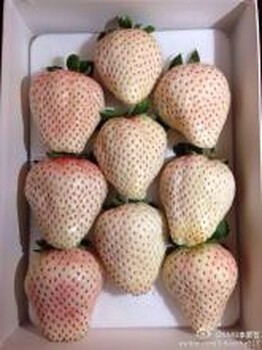 隋珠草莓苗大规模种植方法