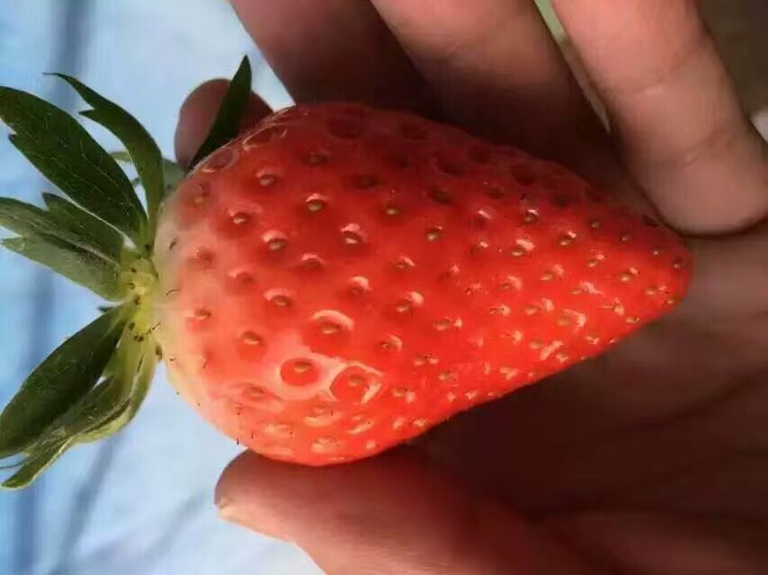 淡雪草莓苗北方注意事项