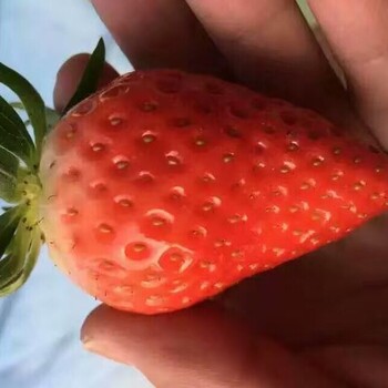 白泡草莓苗耐储存的