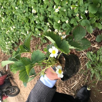 香蕉草莓苗早熟的