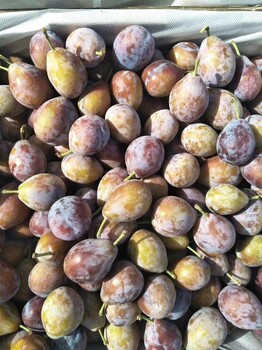 恐龍蛋杏李苗大規(guī)模種植方法