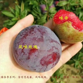 脆紅李子樹苗耐儲存的