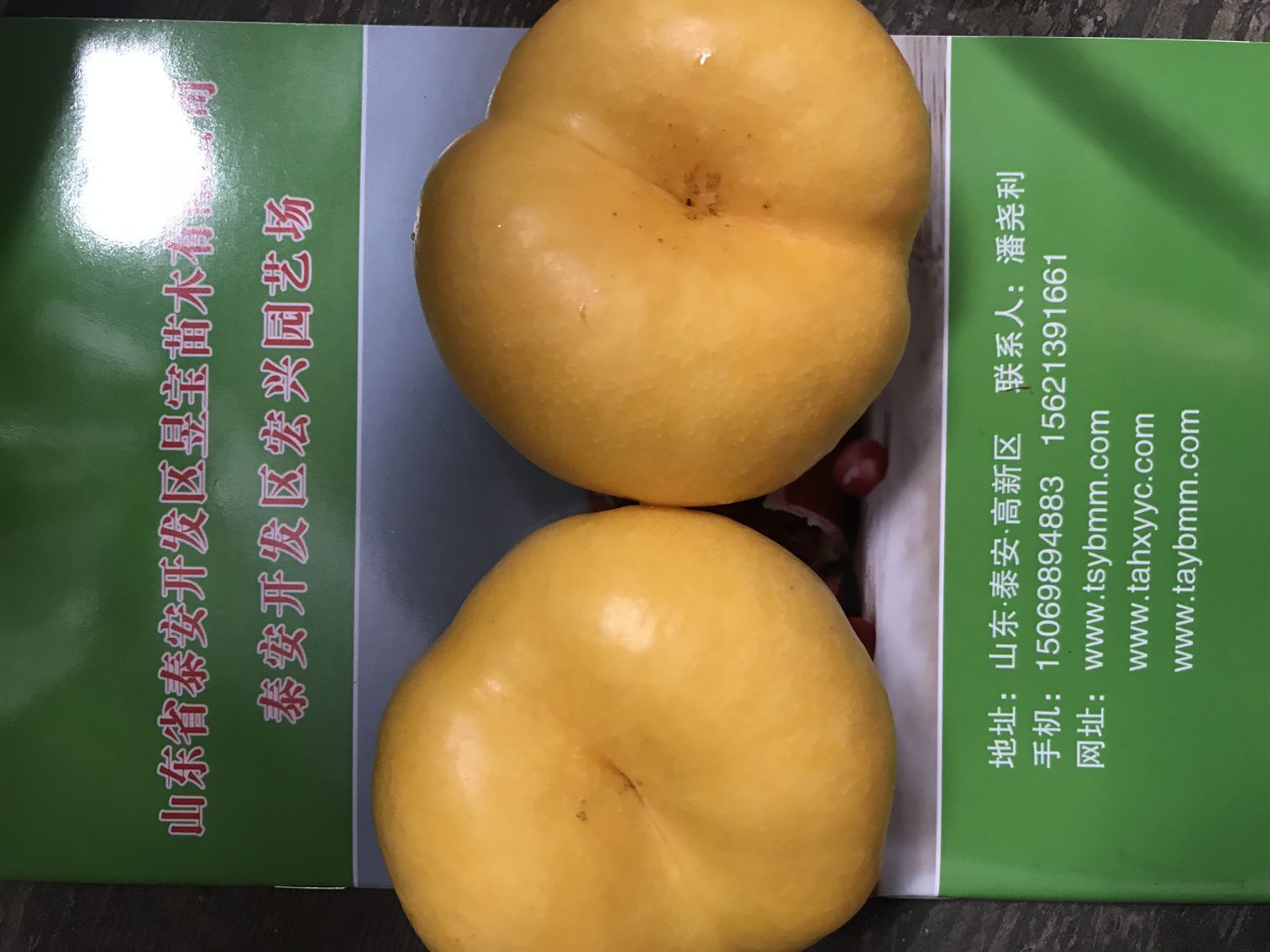 青島市油蟠桃新品種作用