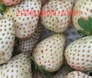 爱莎NF421草莓苗图片