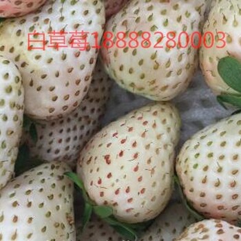 爱莎NF421草莓苗