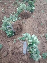 铜仁市博多甘王草莓苗,日本红茜草莓苗种植方法图片