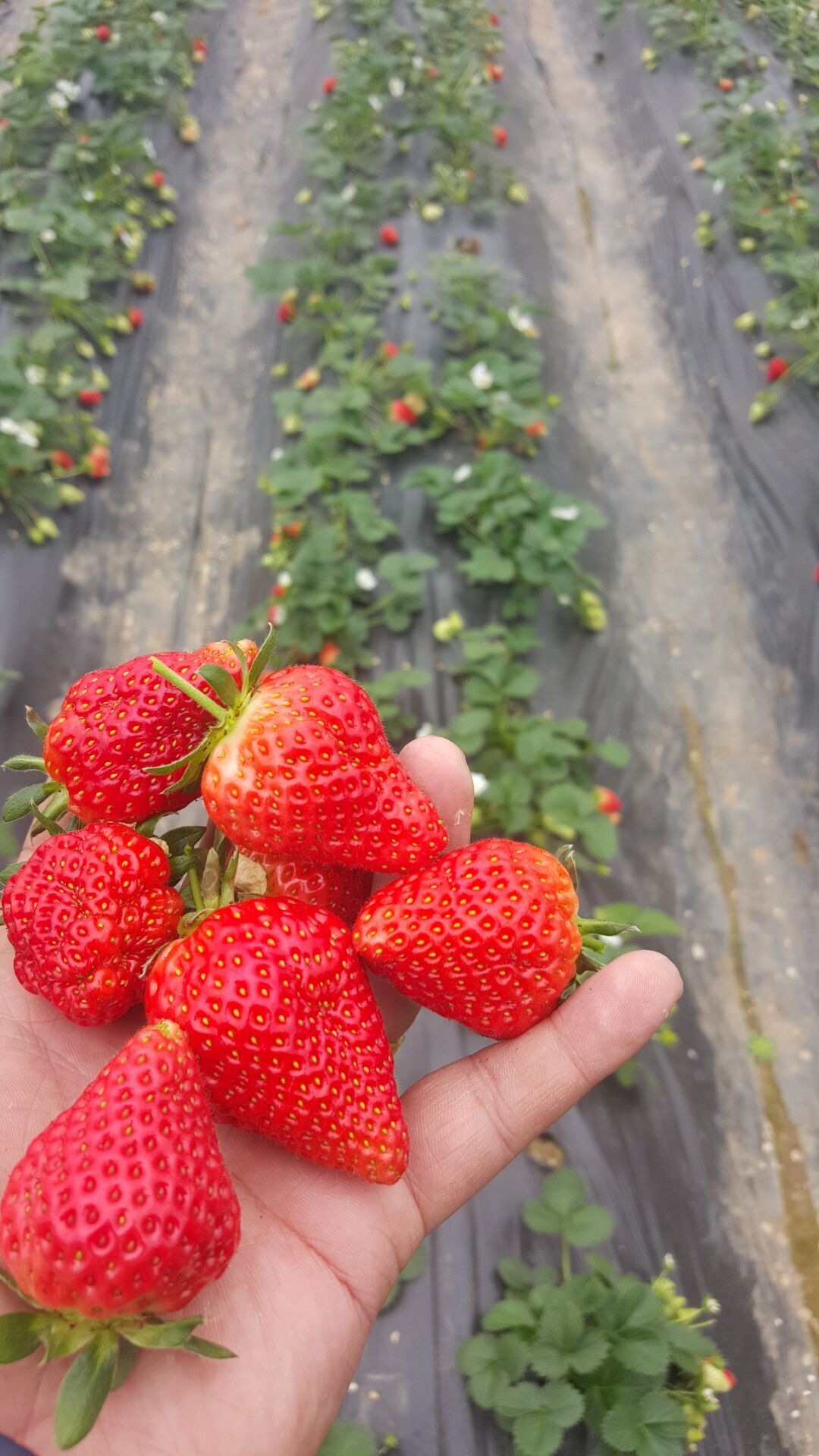 美白姬草莓苗,丰香草莓苗价格