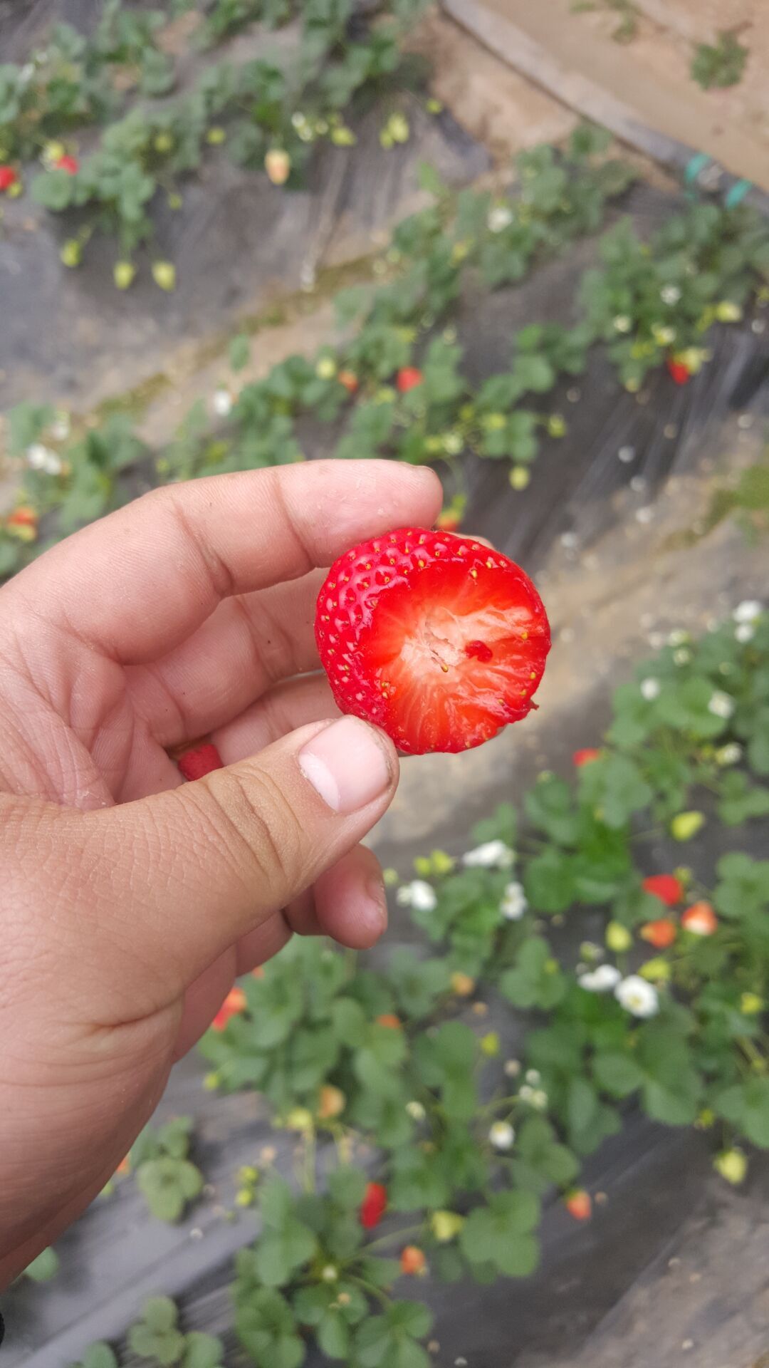 江苏省京桃香草莓苗,天使草莓苗品种好