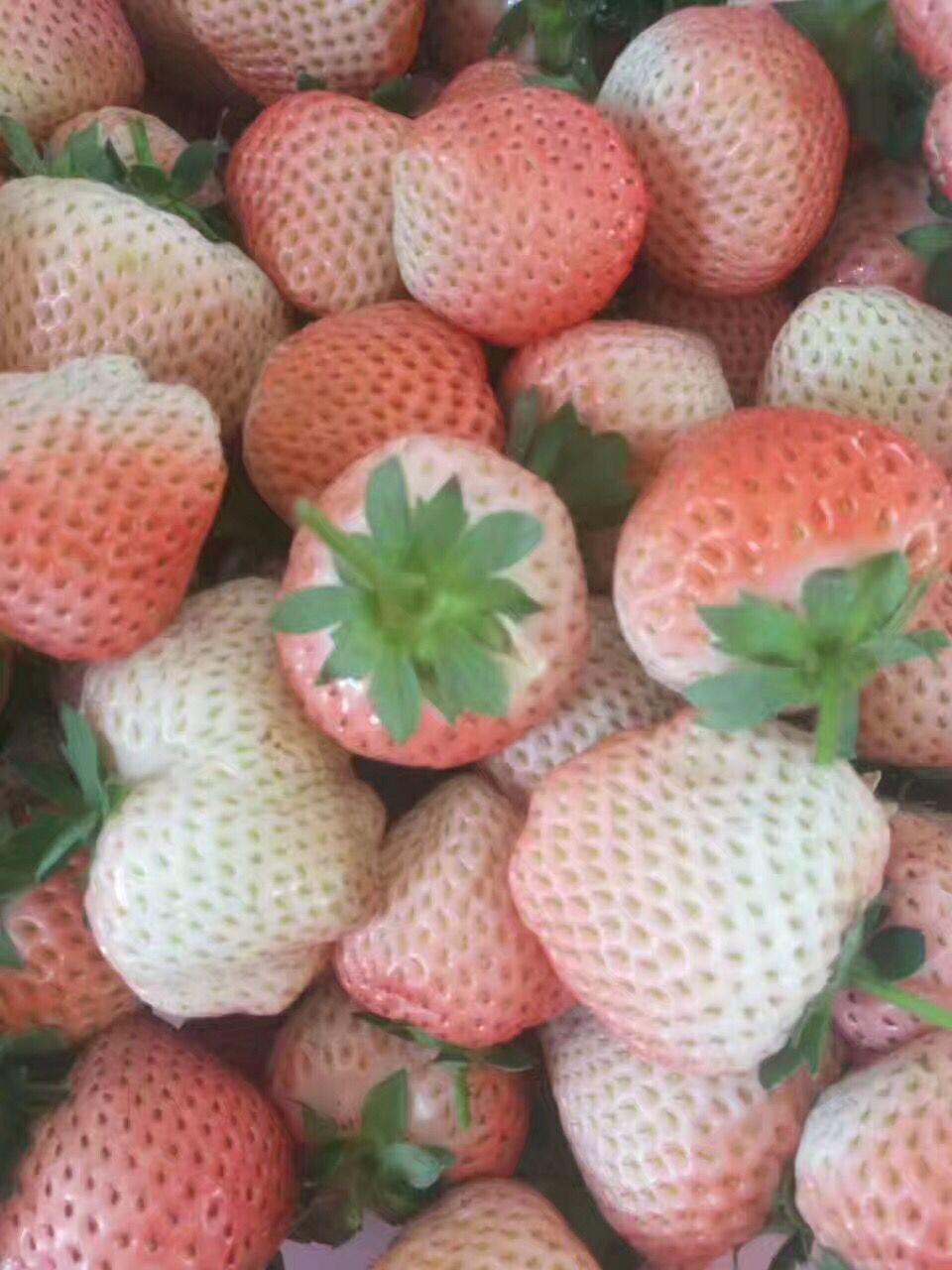 海南省草莓苗,四季草莓苗作用