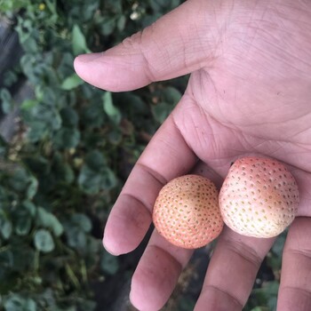 甘肃省脱毒鬼奴甘草莓苗,爱莎NF421草莓苗新品种