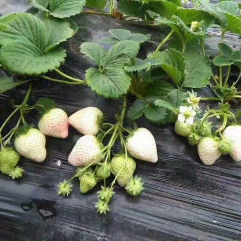 枣庄市天使草莓苗,淡雪草莓苗基地
