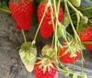 山南地区艳丽草莓苗,甜查理草莓苗如何栽培