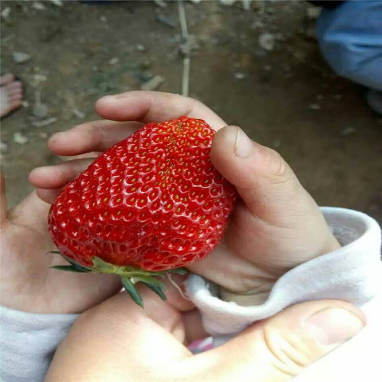 甘肃省脱毒鬼奴甘草莓苗,爱莎NF421草莓苗新品种