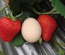 克拉玛依市阳春白雪草莓苗,阳春白雪草莓苗便宜批发图片