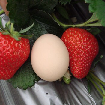 贵美人草莓苗品种好