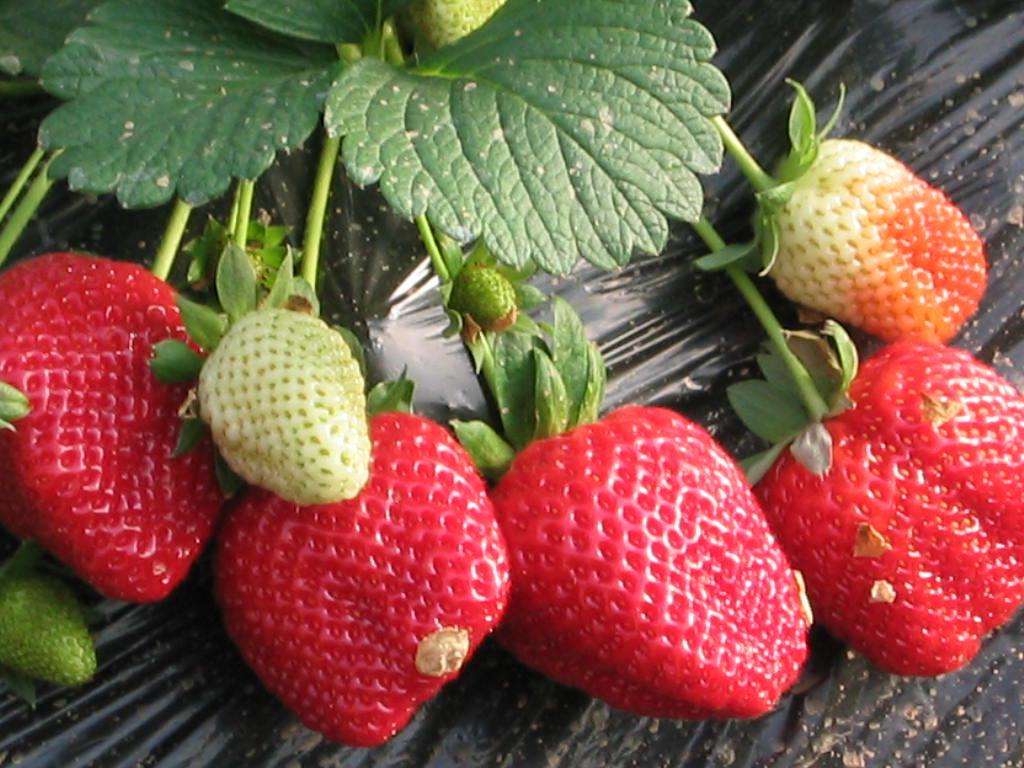 郭楞自治州菠萝草莓苗,美白姬草莓苗嫁接