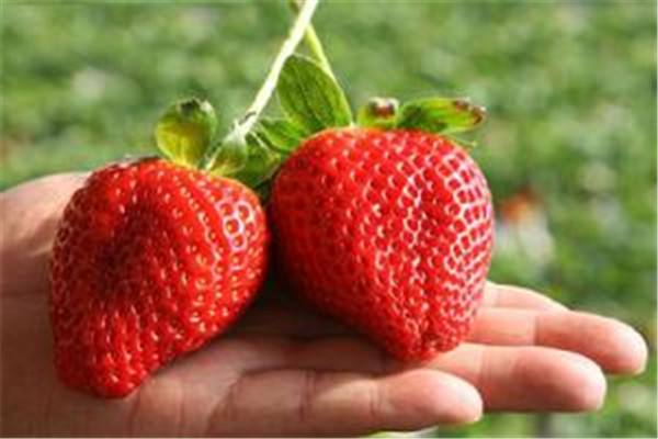 绵阳市四季草莓苗,草莓苗如何栽培