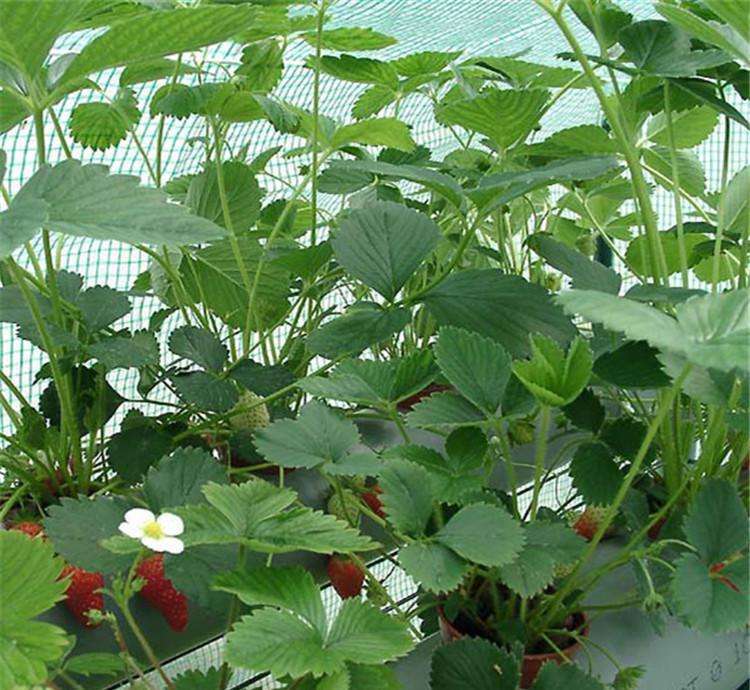 普洱市初恋馨香草莓苗,御用草莓苗品种好