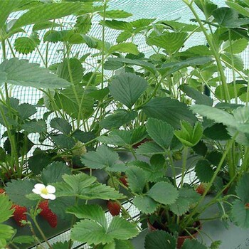 松原市甜查理草莓苗,伊兰草莓苗种植方法