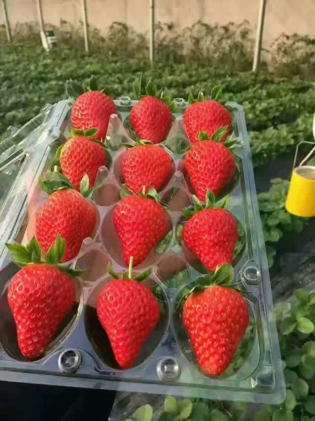 海南省草莓苗,四季草莓苗作用