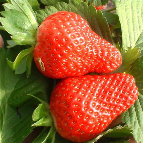 松原市甜查理草莓苗,伊兰草莓苗种植