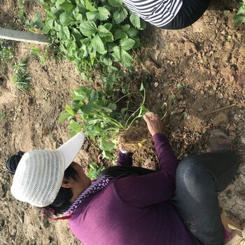 惠州市蒙特瑞草莓苗,法兰地草莓苗基地