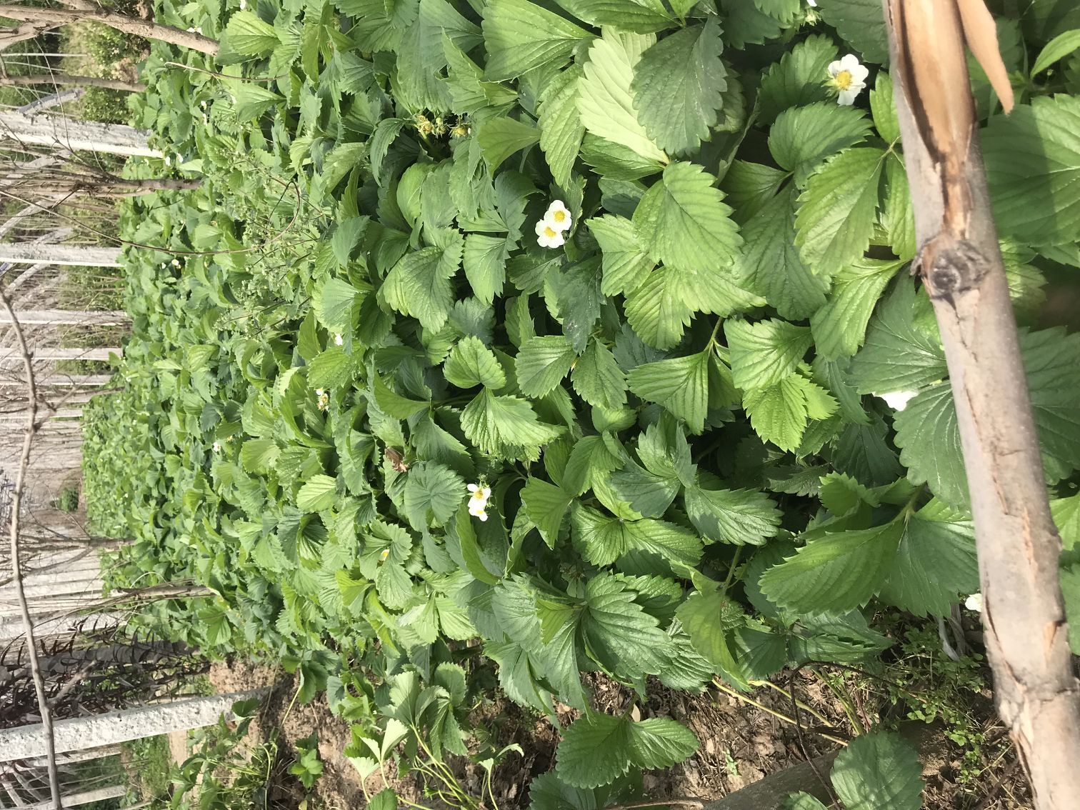 松原市甜查理草莓苗,伊兰草莓苗种植