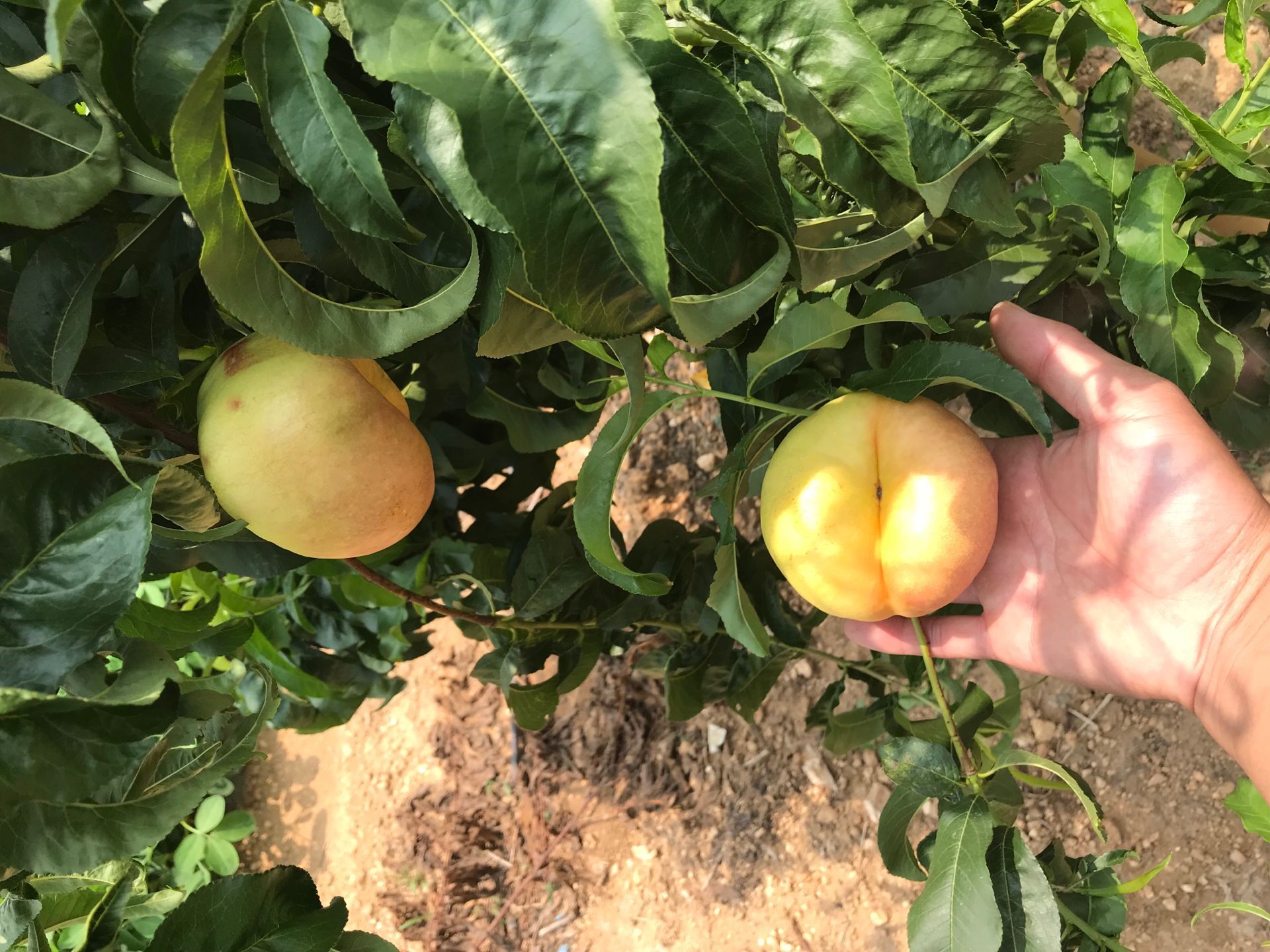 晚熟蟠桃品種種植技術