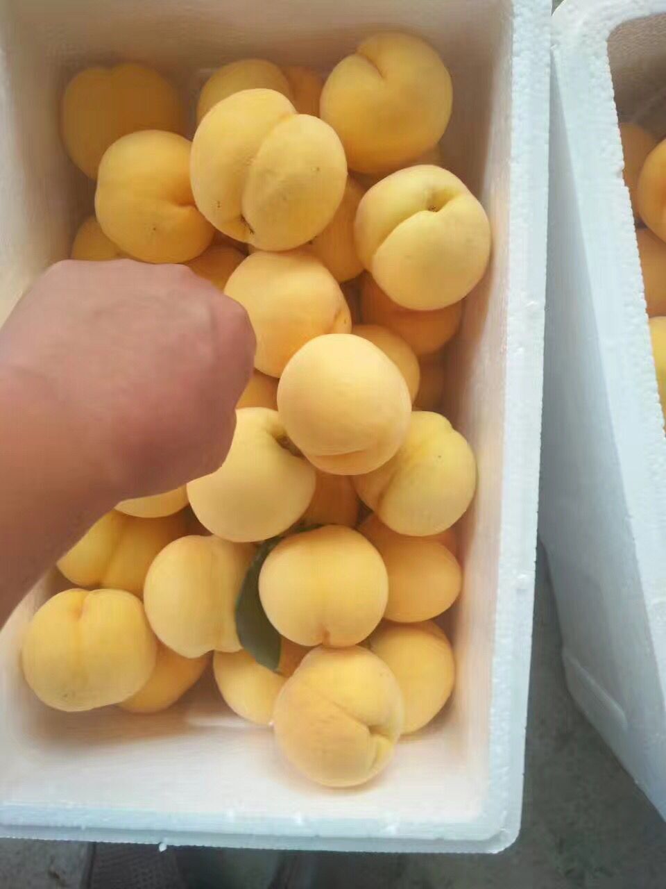 黃南藏族自治州油蟠桃新品種基地