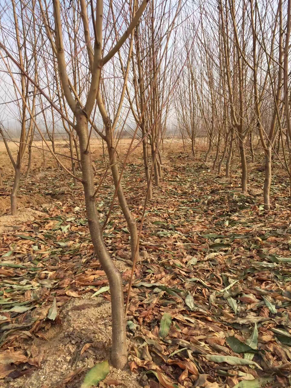 十堰市蜜3苗便宜批發(fā)
