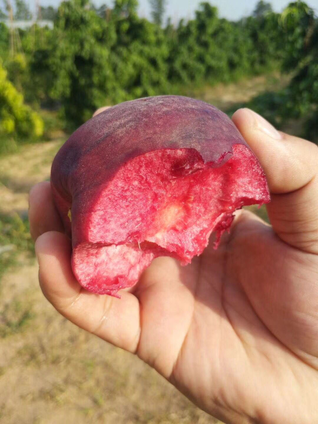 撫州市晚熟蟠桃品種種植資料