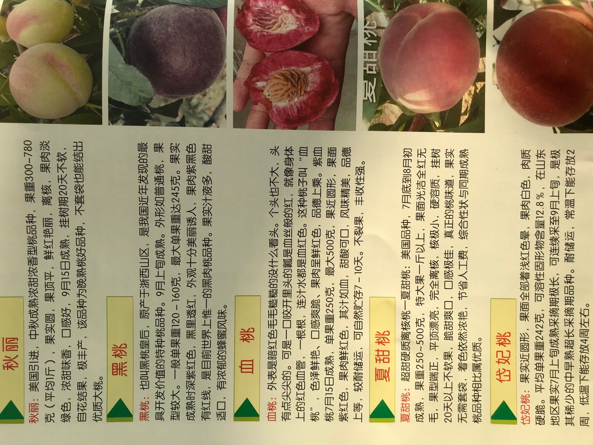恩施土家族苗族自治州紅葉碧樹苗多少錢