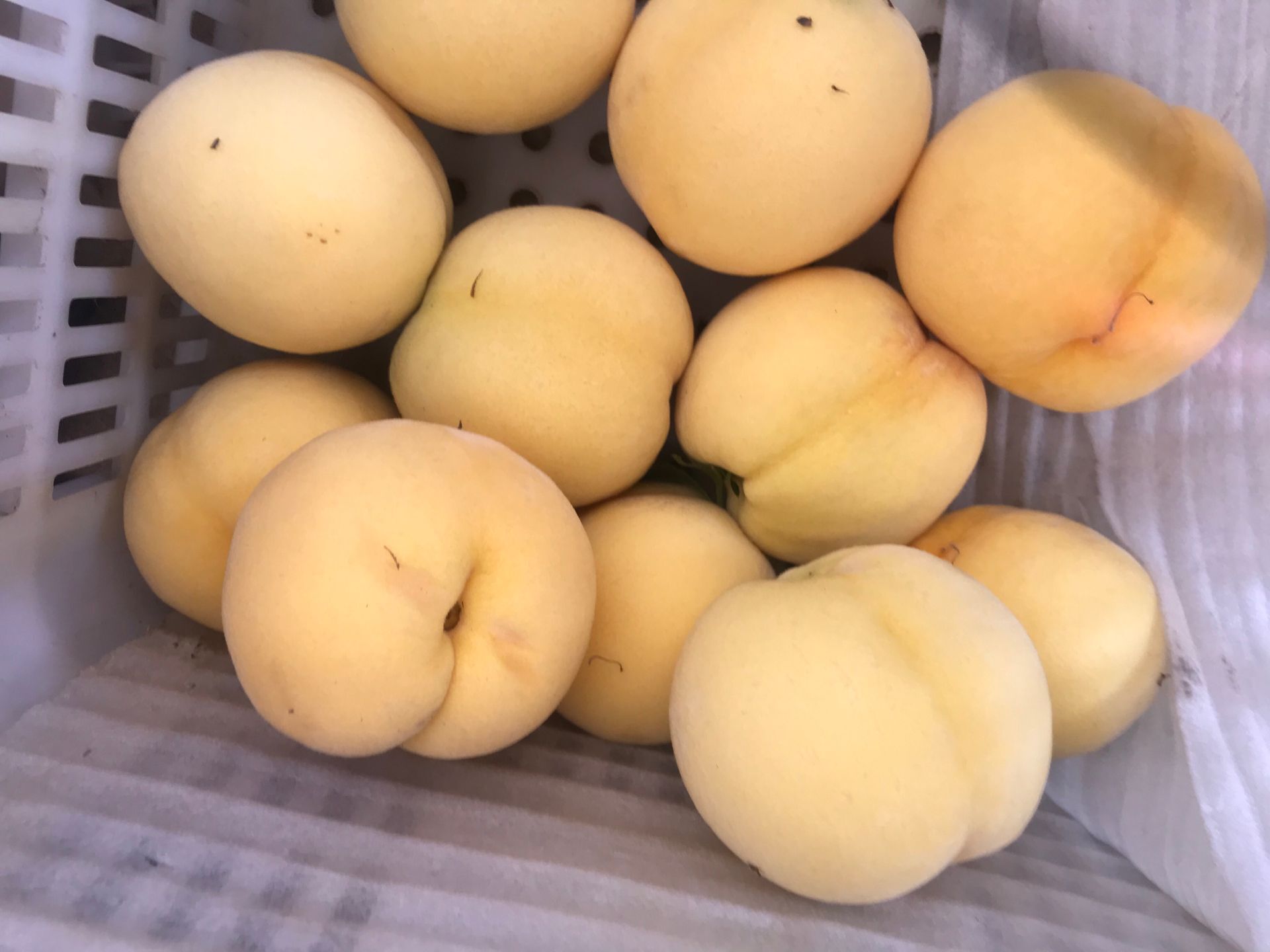 恩施土家族苗族自治州紅葉碧樹苗多少錢