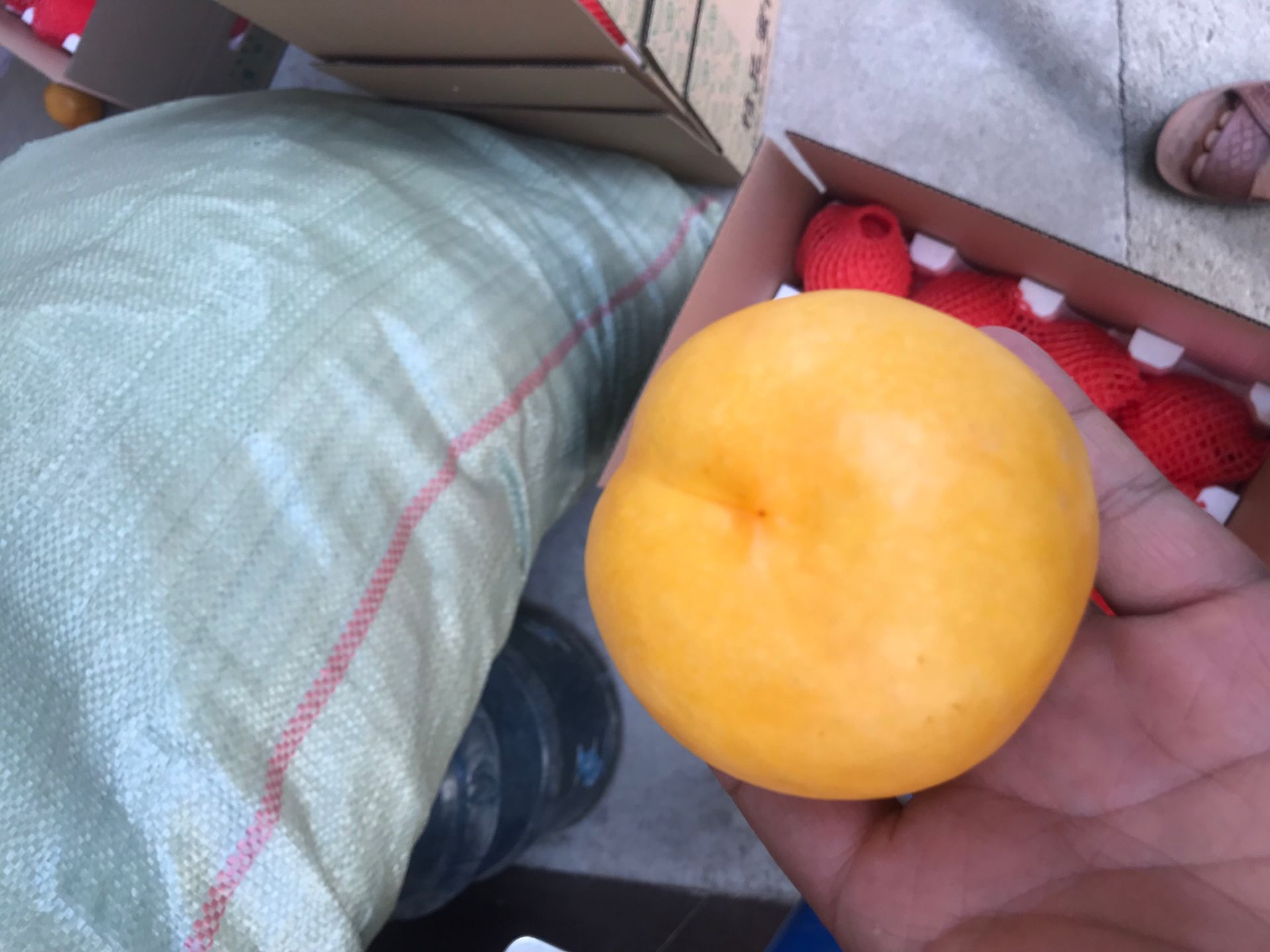 臨滄市中蟠17樹苗批發(fā)
