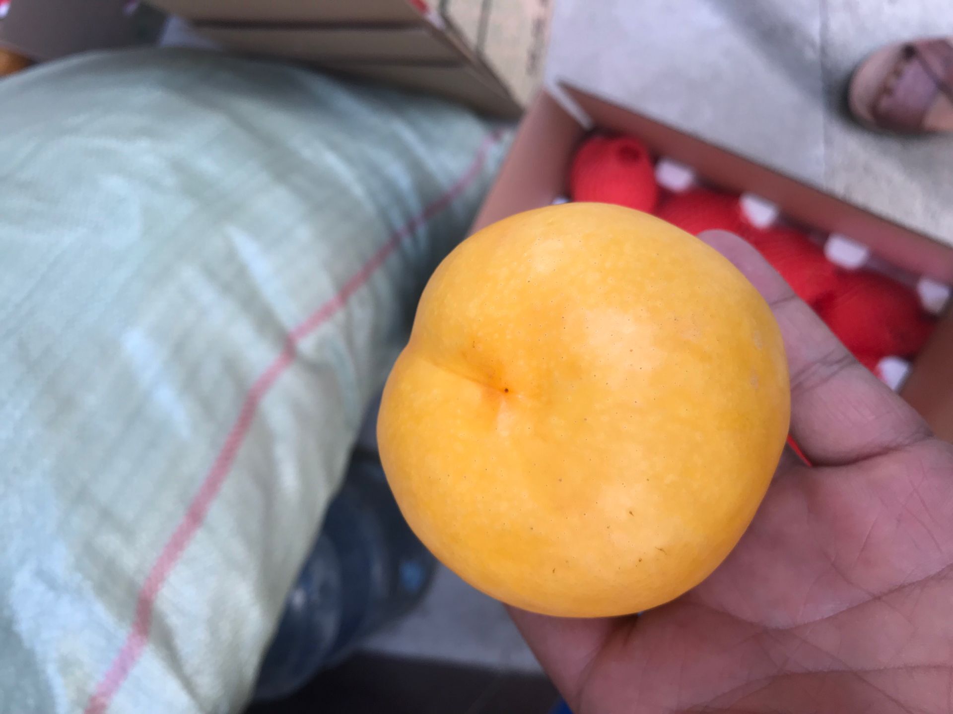 紅葉碧樹苗哪個好賣